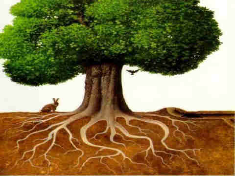 Árbol de la Vida: el sorprendente ejemplar que desafía la erosión del suelo  y crece verde y resistente pese a no tener tierra bajo sus raíces - Billiken